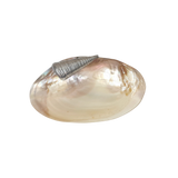 Sea Shell Pearly Platter