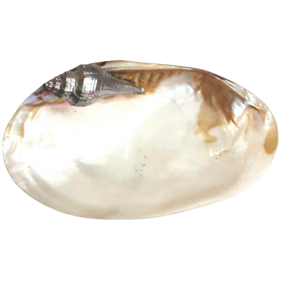 Sea Shell Pearly Platter