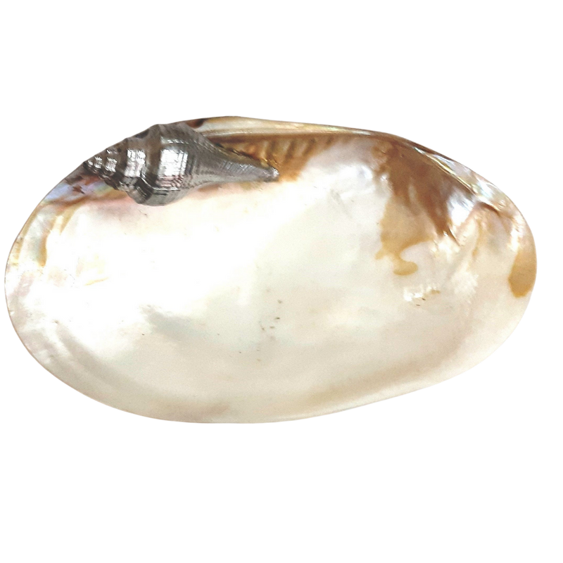 Sea Shell Pearly Platter
